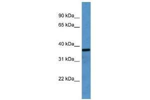 OR2H1 antibody used at 0. (OR2H1 anticorps  (C-Term))