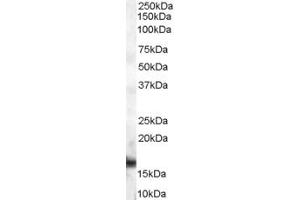 Western Blotting (WB) image for anti-Peptidylprolyl Isomerase A (Cyclophilin A) (PPIA) (AA 83-95) antibody (ABIN292176) (PPIA anticorps  (AA 83-95))