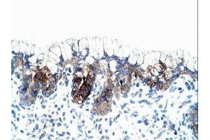 Image no. 1 for anti-Polyamine Modulated Factor 1 (PMF1) (AA 59-108) antibody (ABIN6736312)