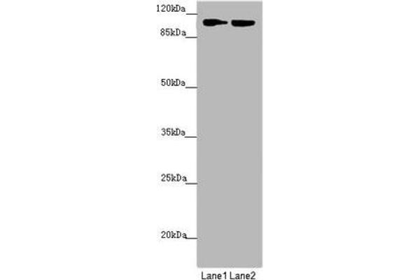 HK3 anticorps  (AA 1-270)