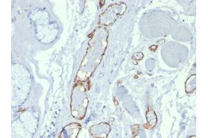 Formalin-fixed, paraffin-embedded human tonsil stained with Purified CD31 Mouse Monoclonal Antibody (PECAM1/3527). (CD31 anticorps  (AA 625-738))