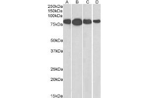 ABIN185665 (0. (Radixin anticorps  (Internal Region))