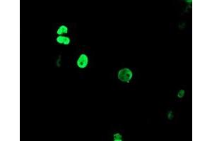 Image no. 1 for anti-Transducin-Like Enhancer of Split 1 (E(sp1) Homolog, Drosophila) (TLE1) (AA 180-460) antibody (ABIN1491048)