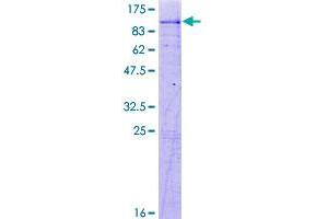 Image no. 1 for Acyl-CoA Synthetase Long-Chain Family Member 4 (ACSL4) (AA 1-670) protein (GST tag) (ABIN1305715)