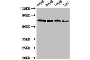 Western Blot Positive WB detected in: Recombinant protein 40 μg, 20 μg, 10 μg, 5 μg All lanes: sox10 antibody at 3. (SOX1 anticorps  (AA 1-485))