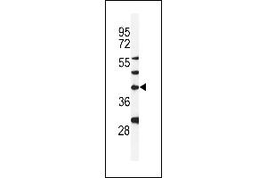 Western blot analysis of DGT1 Antibody (Center) (ABIN653925 and ABIN2843159) in MDA-M cell line lysates (35 μg/lane). (DPAGT1 anticorps  (AA 286-315))