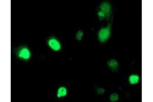 Immunofluorescence (IF) image for anti-Histone Deacetylase 1 (HDAC1) antibody (ABIN1498605)