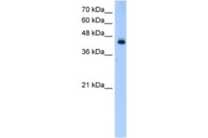 Western Blotting (WB) image for anti-Acyl-CoA Dehydrogenase, Long Chain (ACADL) antibody (ABIN2460826) (ACADL anticorps)