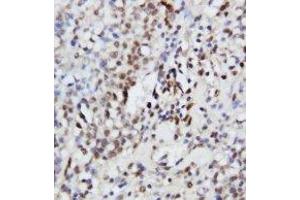 Image no. 1 for anti-Mitogen-Activated Protein Kinase 3 (MAPK3) (AA 365-379) antibody (ABIN1493437) (ERK1 anticorps  (AA 365-379))