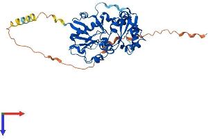 AlphaFold protein structure predicition of Mouse Recombinant Fut7 Protein, UniprotID Q11131