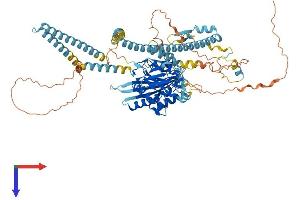 AlphaFold protein structure predicition of Human Recombinant KIF3C Protein, UniprotID O14782