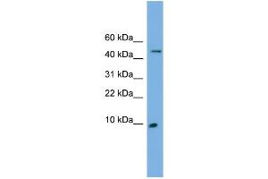 WB Suggested Anti-ENSA Antibody Titration: 0.