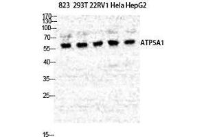 Western Blot (WB) analysis of specific cells using ATP5A Polyclonal Antibody. (ATP5G1 anticorps  (Internal Region))