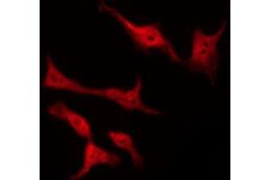 ABIN6267691 staining COS7 by IF/ICC.