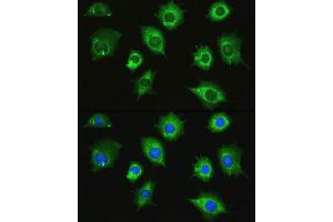 Immunofluorescence analysis of L929 cells using ZAK Rabbit pAb (ABIN7268664) at dilution of 1:100.