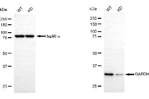 Western blotting analysis using GAPDH antibody (ABIN7798765).