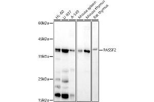 Western blot analysis of extracts of various cell lines, using R antibody (ABIN7269858) at 1:500 dilution. (RASSF2 anticorps)