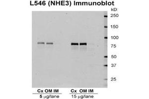 Western blot analysis of Rat kidney tissue lysates showing detection of NHE3 protein using Rabbit Anti-NHE3 Polyclonal Antibody .