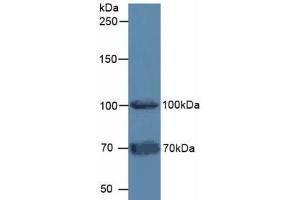 Western blot analysis of Mouse Testis Tissue. (FAP anticorps  (AA 542-761))