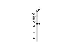 USP22 Antibody (C-term) (ABIN1882289 and ABIN2843494) western blot analysis in Daudi cell line lysates (35 μg/lane). (USP22 anticorps)