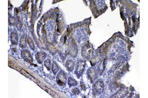 IHC analysis of Cytochrome C using anti-Cytochrome C antibody . (Cytochrome C anticorps  (AA 2-105))