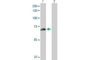 Western Blot analysis of ACOX1 expression in transfected 293T cell line by ACOX1 MaxPab polyclonal antibody.