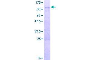 Image no. 1 for RAS Guanyl Releasing Protein 2 (Calcium and DAG-Regulated) (RASGRP2) (AA 1-671) protein (GST tag) (ABIN1317496)