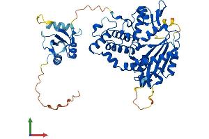 AlphaFold protein structure predicition of Mouse Recombinant Polm Protein, UniprotID Q9JIW4