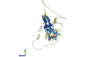 AlphaFold protein structure predicition of Human Recombinant KCNA4 Protein, UniprotID P22459