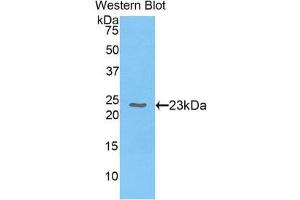 Western Blotting (WB) image for anti-Chromobox Homolog 3 (CBX3) (AA 1-183) antibody (ABIN1858274) (CBX3 anticorps  (AA 1-183))
