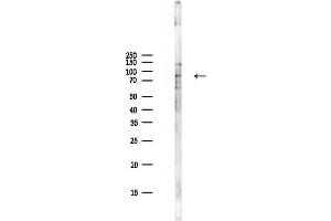 Western blot analysis of lysates from PC12 cells(LPS,4h treatment), using Phospho-S (Ser727) Antibody at 1/1000 dilution.