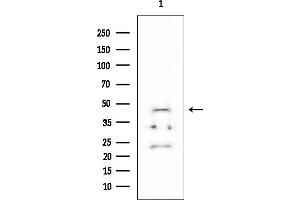 Western blot analysis of lysates from HUVEC cells, using M-CK Mouse Monoclonal Antibody at 1/1000 dilution.