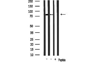 anti-RB-Associated KRAB Zinc Finger (RBAK) (N-Term) antibody
