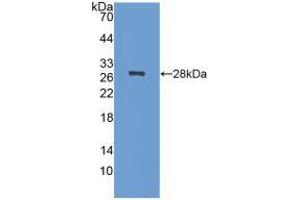 Western blot analysis of recombinant Mouse NCL. (Nucleolin anticorps  (AA 353-568))