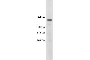 Blots of crude HeLa cell homogenate blotted with ABIN1842245. (TATA Box-Binding Protein Associated Factor 2N-TAF15 anticorps)
