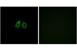 Immunofluorescence analysis of A549 cells, using OR13C3 Antibody. (OR13C3 anticorps  (AA 201-250))