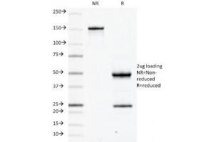 SDS-PAGE Analysis of Purified, BSA-Free CD79a Antibody (clone JCB117). (CD79a anticorps  (AA 202-216))