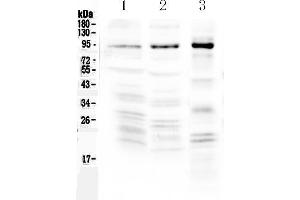 Western blot analysis of NPAS2 using anti-NPAS2 antibody .