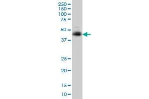 TNFRSF10A monoclonal antibody (M01), clone 2E8 Western Blot analysis of TNFRSF10A expression in K-562 . (TNFRSF10A anticorps  (AA 105-204))