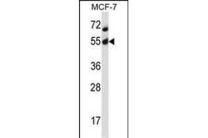 Mouse Akt2 Antibody (N-term) (ABIN657827 and ABIN2846794) western blot analysis in MCF-7 cell line lysates (35 μg/lane). (AKT2 anticorps  (N-Term))