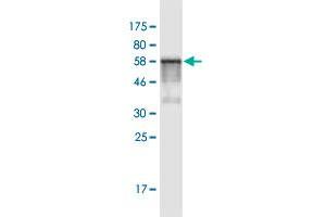 Western Blot detection against Immunogen (61.