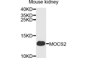 Western blot analysis of extracts of mouse kidney, using MOCS2 antibody (ABIN4904403) at 1:1000 dilution. (MOCS2 anticorps)