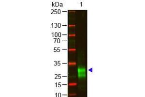 Western Blot of Goat anti-F(ab')2 Rabbit IgG F(ab')2 Antibody Pre-Adsorbed Lane 1: Rabbit IgG F(ab')2 Load: 100 ng per lane Primary antibody: F(ab')2 Rabbit IgG F(ab')2 Antibody Pre-Adsorbed at 1:1000 o/n at 4°C Secondary antibody: 800 Donkey anti-goat at 1:20,000 for 30 min at RT Block: ABIN925618 for 30 min at RT Predicted/Observed size: 28 kDa, 28 kDa Other band(s): antigen breakdown (Chèvre anti-Lapin IgG (F(ab')2 Region) Anticorps - Preadsorbed)