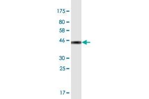 Western Blot detection against Immunogen (42.