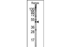 Western blot analysis of STK11 Antibody (N-term V34) (ABIN391352 and ABIN2841373) in Ramos cell line lysates. (LKB1 anticorps  (N-Term))