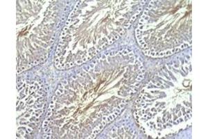 Rat testis tissue was stained by Rabbit Anti-INSL-7 / Relaxin-3, B Chain (Human) (Relaxin 3 anticorps  (Chain B))