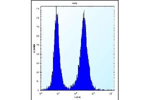 PHF5A Antibody (C-term) (ABIN657423 and ABIN2846460) flow cytometric analysis of Hela cells (right histogram) compared to a negative control cell (left histogram).