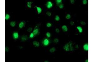 Anti-SAMHD1 mouse monoclonal antibody (ABIN2454026) immunofluorescent staining of COS7 cells transiently transfected by pCMV6-ENTRY SAMHD1 (RC206013). (SAMHD1 anticorps)