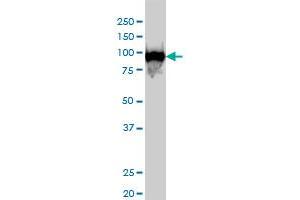 CSE1L monoclonal antibody (M04), clone 2F4 Western Blot analysis of CSE1L expression in Hela S3 NE . (Exportin 2 anticorps  (AA 872-971))