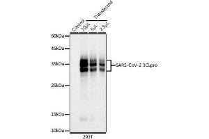 Western blot analysis of extracts of 293T cells, using SARS-CoV-2 3CLpro antibody (ABIN7270150) at 1:1000 dilution. (SARS-Coronavirus Nonstructural Protein 8 (SARS-CoV NSP8) anticorps)